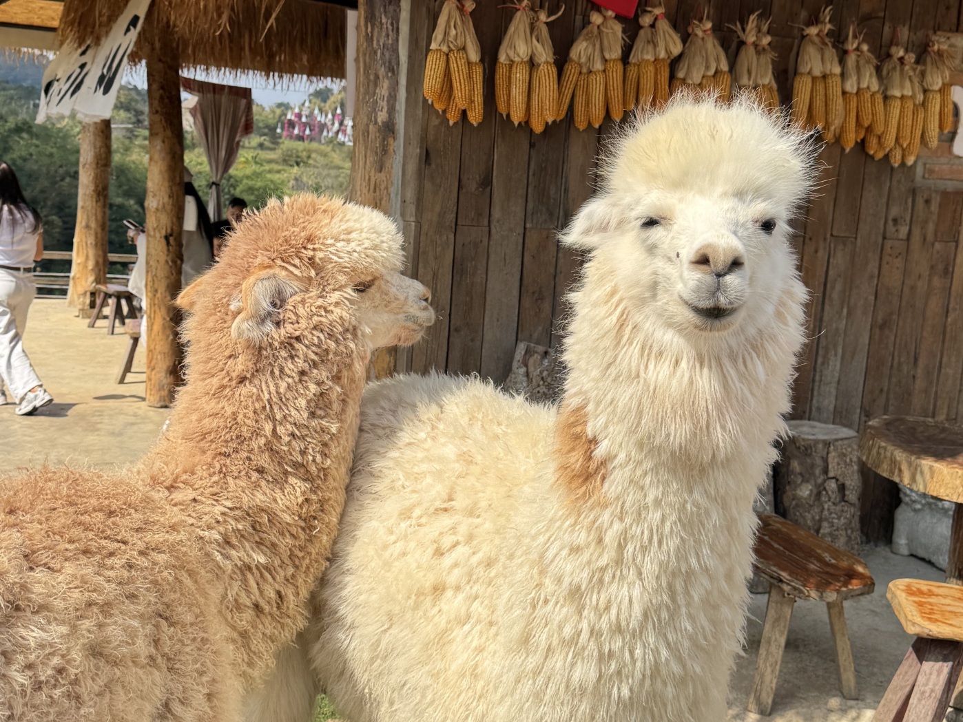 เจ้อยากเล่า