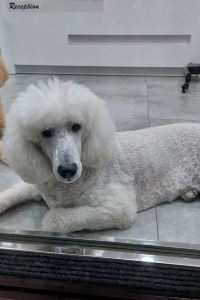 tracy1234 桃園蓮園商務旅館優惠