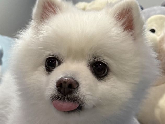 루이콩콩