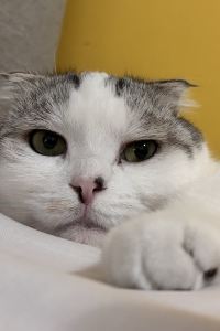 Bella