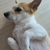 표쨔