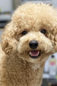 STjourney 黃金海岸狂想曲度假村優惠