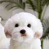 Cony Lam