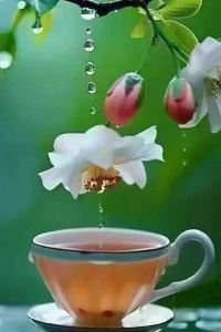 訪客用戶 SL飯店優惠