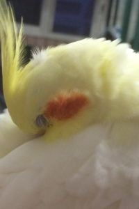 Alice’s travel 花蓮貓頭鷹城堡優惠