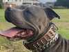 Doggone121