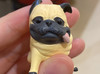 Pigpig