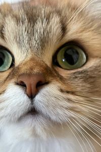 にゃんたま 登別万世閣 クーポン