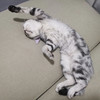 DorT