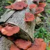 mushroom055
