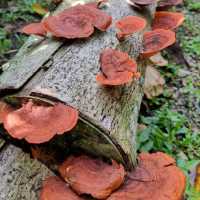 mushroom055
