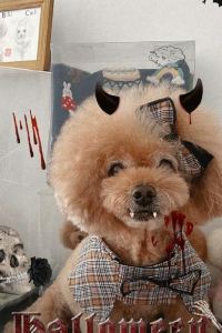 dog1 ホテルニューバジェット札幌 クーポン