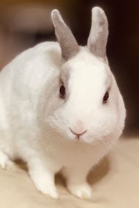 小魚Iris 臺中和昕商旅優惠