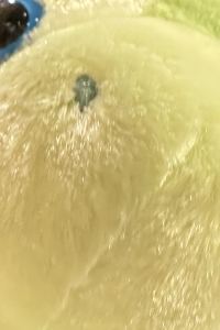 ピーチマカロン 台北美麗信花園飯店優惠