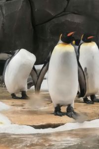 penguincutecute VIA INN 東京大井町 JR 西日本集團優惠