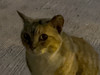 hifatcat1234