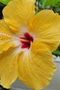 水中月 珠海拱北口岸香江維克酒店優惠