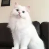 Avatar 3