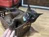 Brown cat.