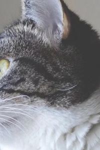 ゲスト 湯めぐりの宿 修善寺温泉 桂川 クーポン