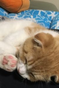 あきっぺ 天然温泉白鷺の湯　ドーミーイン姫路 クーポン