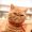 Michael Cat