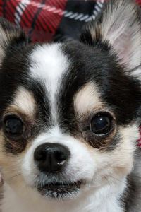 bomtan 海の旅亭おきなわ名嘉真荘 クーポン