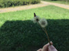 yoyo dragon