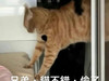 墨爾本小辣椒