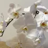 Avatar 3