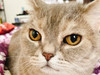 Sugarcatb