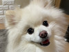 fujyu