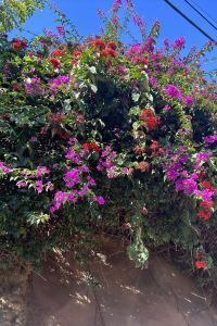 訪客用戶 RACV皇家松樹度假村優惠