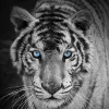 Avatar 1