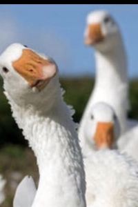 JCxx 安謐度假飯店（廣州文旅城白雲機場店）優惠