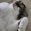 Nicole_meowmeow