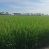 ภัทรานิษฐ์ หอมยามเย็น