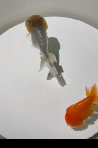 chikabon the b 水道橋 クーポン