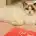 PepperTheRagdollCat