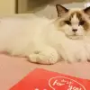 PepperTheRagdollCat