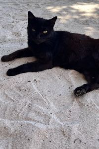 กุ้งน้อยลอยเล 曼谷艾維什酒店優惠