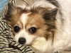 chiky