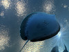 Ice29