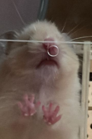 ゲスト 由布院温泉　東匠庵 クーポン