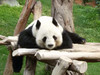 Panda0119