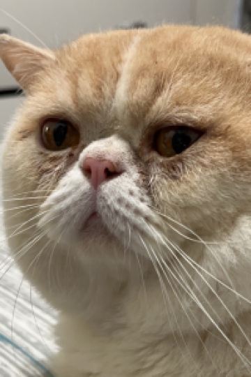 訪客 安娜安娜度假村優惠