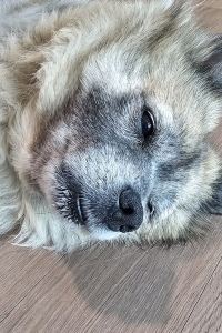 Bori_Lyn 皇家松樹度假村優惠