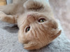 Coby Chan