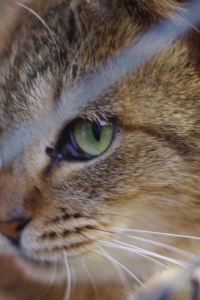 torori-chan ナインアワーズ仙台 クーポン