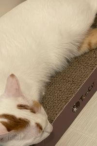 Mr. KK 沖繩蒙特利水療度假飯店優惠